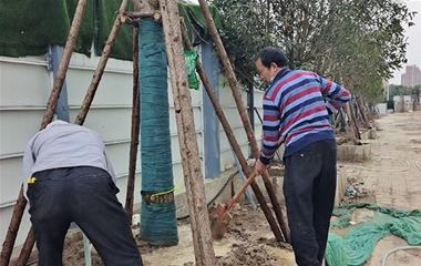 仁和路欢乐大道口公交站（新移栽树木、挂吊针液、浇水）